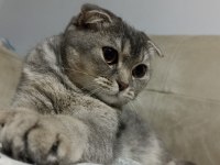 5 kg mamaya 5 aylık scottish fold dişi