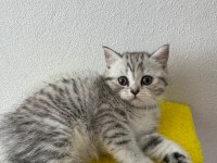 British shorthair yavrumuz