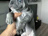 EGZOTİK FRENCH BULLDOG YAVRULAR