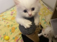 British longhair yavrular