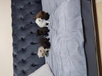 Ev safkan british shorthair yavrular
