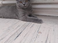 British Shorthair Bebeklerimiz