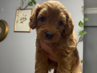11 Haziran Doğumlu 4 Adet Erkek Toy Poodle