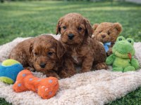 GERÇEK CAVAPOO ANNE BABADAN ORJİNAL
