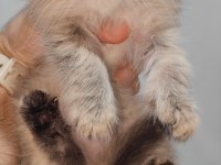 Scottish fold kedisi