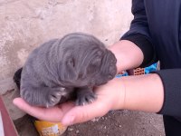 Cane corso yavrularımız doğmuştur