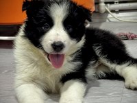 Evde büyüyen kalite kan hattı safkan eğitimli köpekler