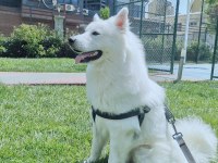 14 aylık erkek samoyed sahiplendirmek istiyoruz