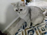 Yakışıklı oğlumuza dişi eş aranıyor british shorthair