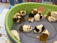 Sevimli ve Enerjik Guinea Pig Yavrularla Siz de Tanışın!
