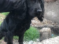 Acil sahiplendirilecek american cocker