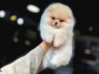 TEA CUP POMERANİAN BOO YAVRULARIMIZ