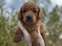 TOY POODLE a kalite