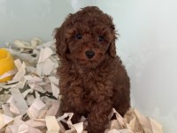 Çok özel çikolata toy poodle yavrularımız