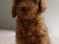 KDF kayıtlı babadan ev doğumlu Toy Poodle