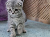 Scottish fold kittens