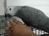 Full evcil jako 2 yaşında 