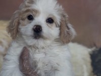 Özel Maltipoo Yavruları