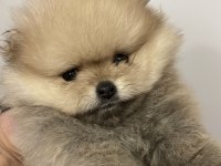 2 AYLIK ORJİNAL POMERANİAN BOO