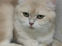 British shorthair golden cy12