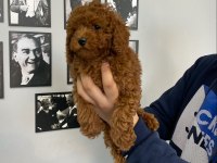 Red Brown Poodle Yavrular Wc Egitimli