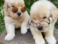 GOLDEN RETRİEVER PUPPİES