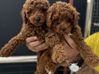 Yasal ruhsatlı çiftlikde hazır 10 adet toy poodle
