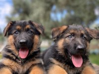 ALMAN KURDU KÖPEĞİMİZ