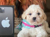 Maltipoo 2.5 aylık