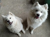 Safkan A kalite samoyed yavrularım