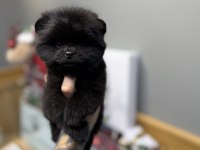 En Lüx Pomeranian Yavrumuz Karaböcük