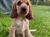 Safkan Cocker Köpekler