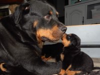 Macar Rottweiler Yavrular