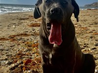 9 AYLIK SAFKAN CANE CORSO DİŞİ KISIRLAŞTIRMA YAPILMADI
