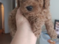 2 Erkek poodle