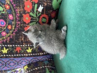Gri ayı kafa yavru british shorthair