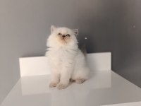 Scottish fold longhair