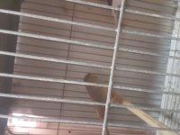 Gloster kanarya