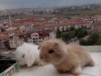 Orijinal Lop Irkı Tavşan
