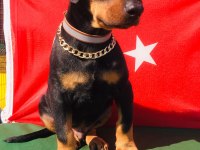 Harika Anatomi Üst Kalite Doberman Yavrular