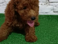 Toy poodle köpeği