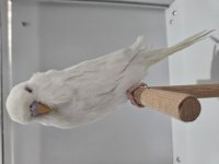 Jumbo Muhabbet Kuşu Yavrular