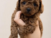 Irk Garantili Poodle Yavruları