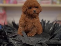 IRK GARANTİLİ TOY POODLE YAVRULARI