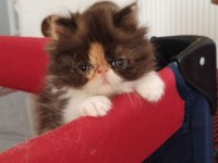EXOTİC SHORTHAİR VE EXOTİC LONGHAİR KEDİSİ
