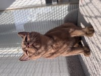 British shorthair cinnamon erkek