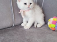 British shorthair prenses