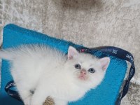 Küçük British Shorthair Minnaklarım