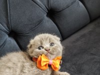 Uygun fiyatlı secereli scottish fold