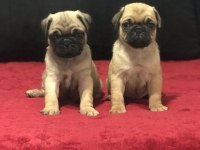 A KALİTE PUG MOPS BEBEKLER